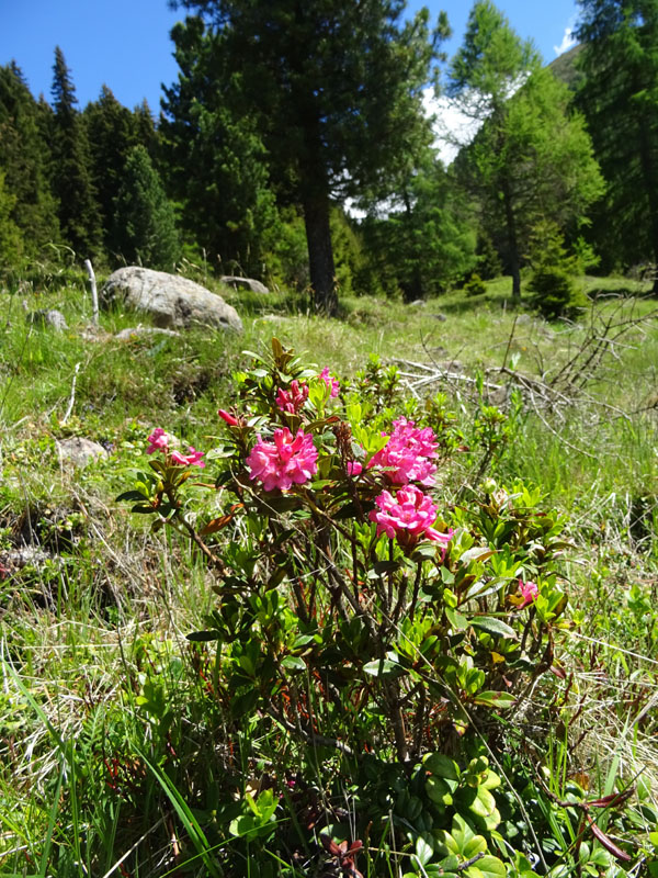 Catena dei Lagorai...da Pergine al Passo del Manghen